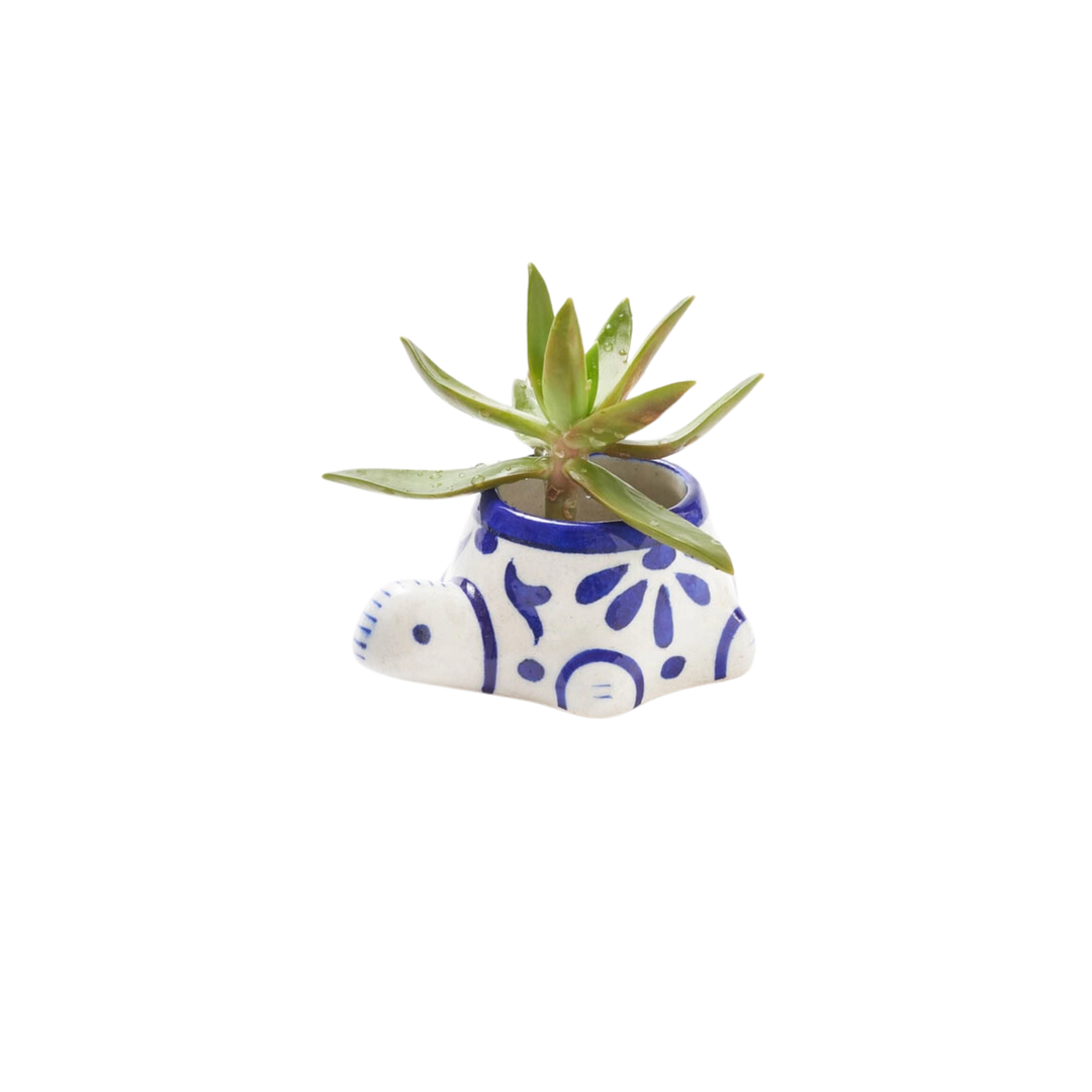 Lalita Baby Turtle Planter