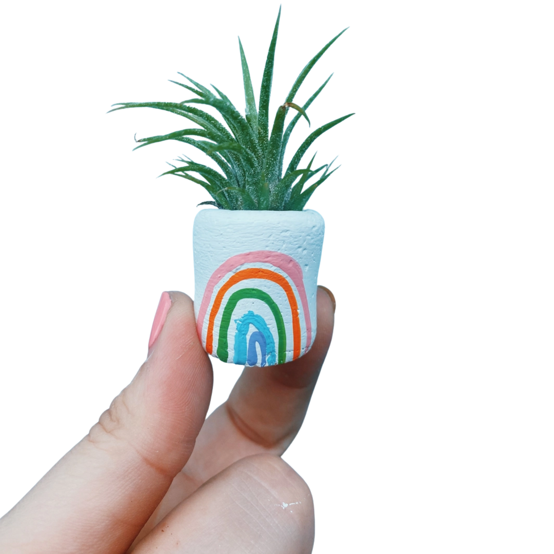 The St. Pete Mini Planter with Air Plant