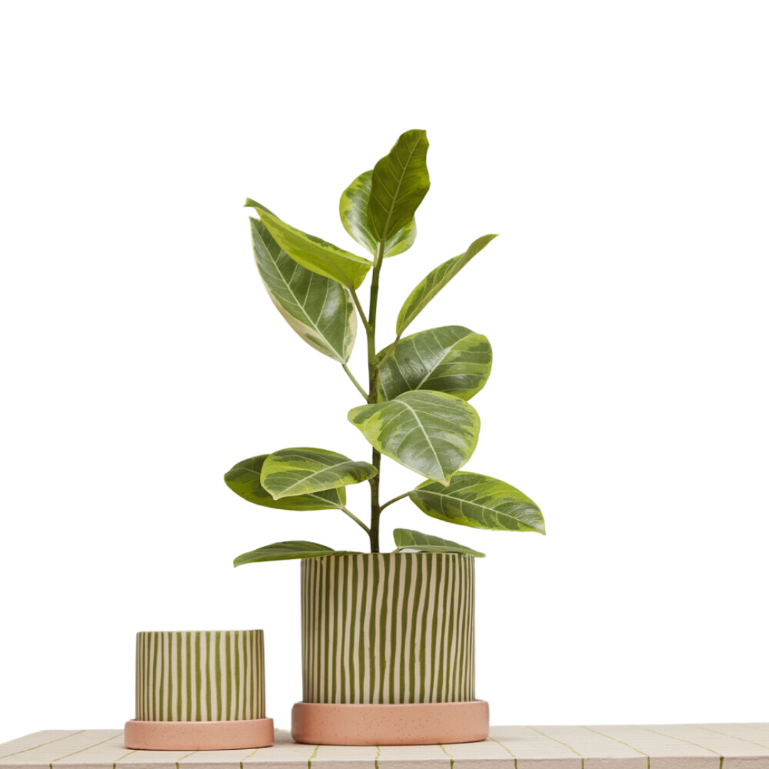 Melancia Pot with Saucer
