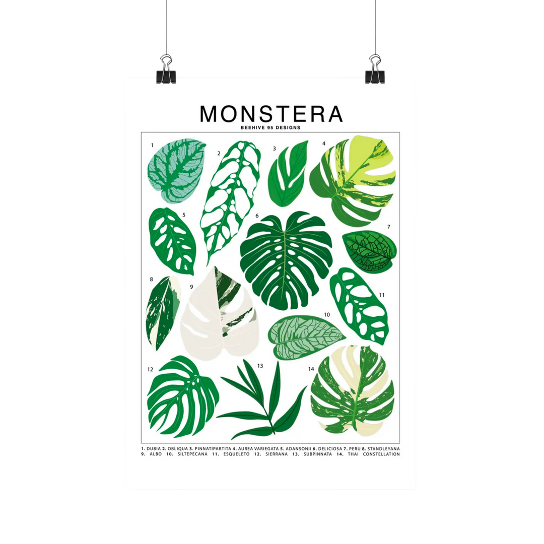 Monstera Species Id Chart - Botanical Houseplant Art Print