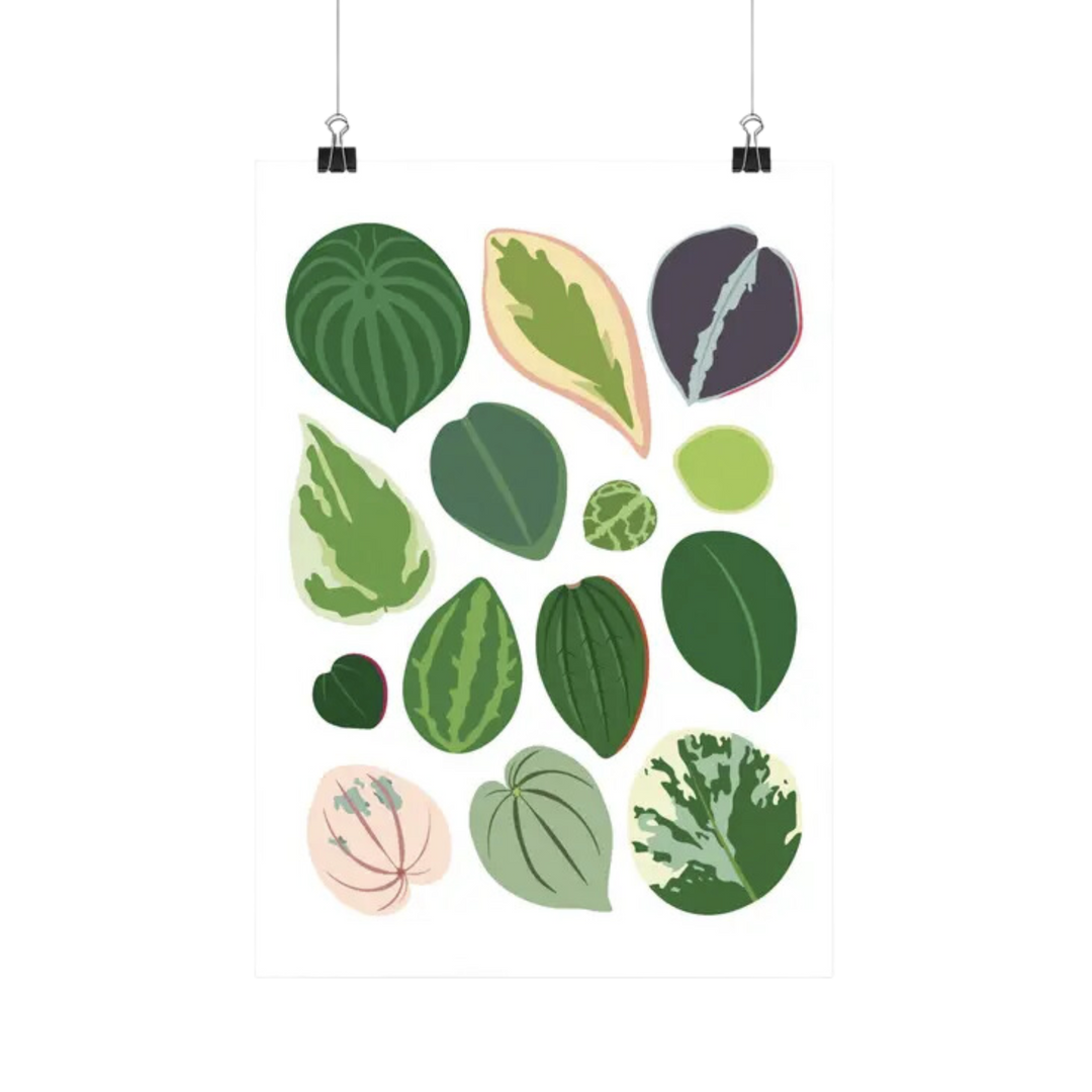 Peperomia Species - Botanical Houseplant Art Print