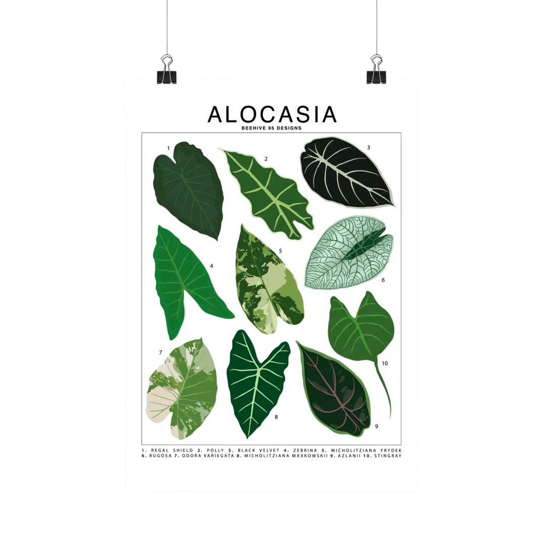 Alocasia Species Id Chart - Botanical Houseplant Art Print