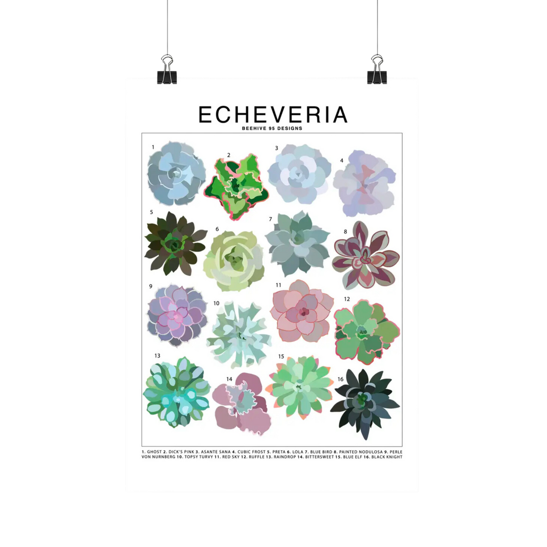 Echeveria Species Id Chart - Houseplant Succulent Art Print