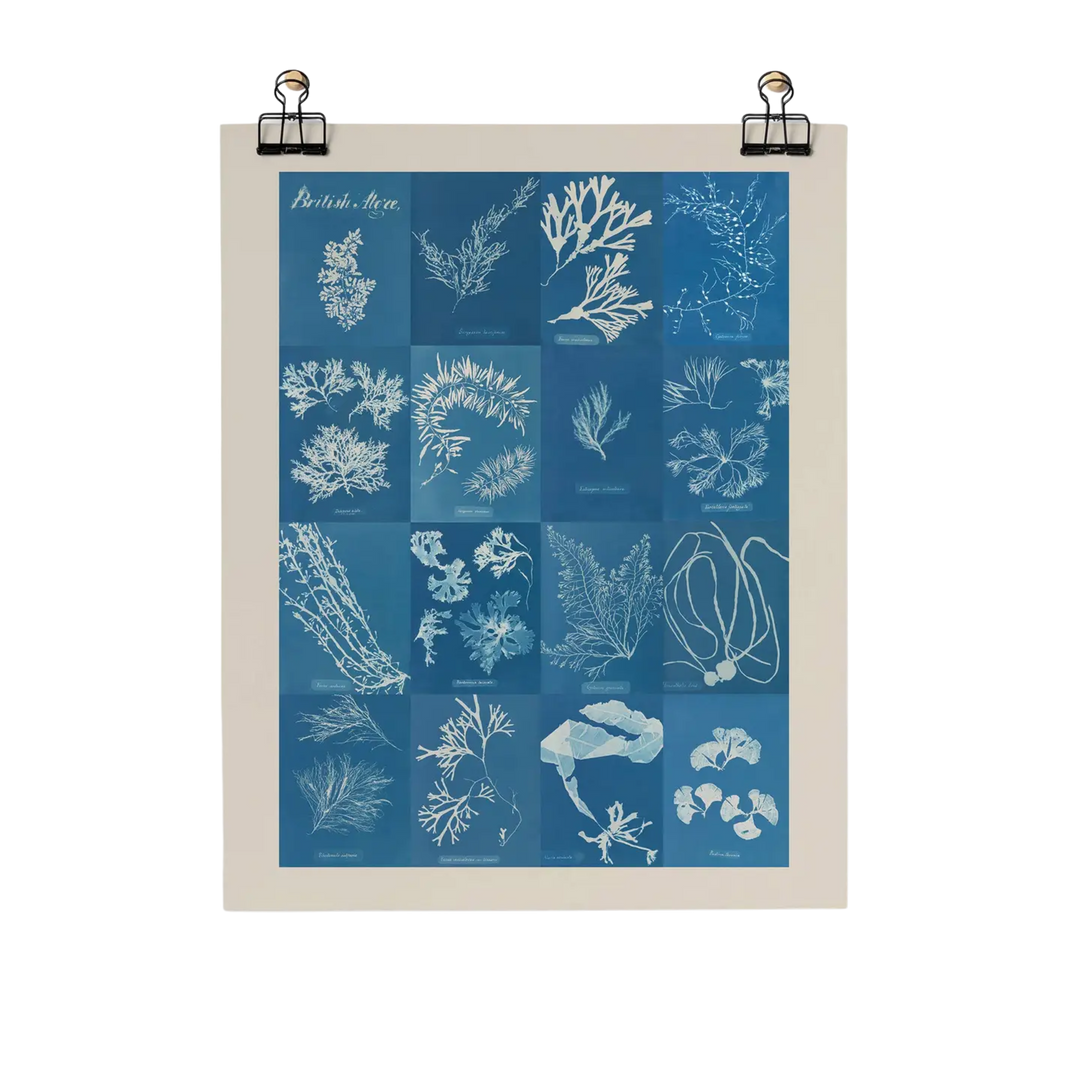 British Algae Cyanotype Impressions Fine Art Print