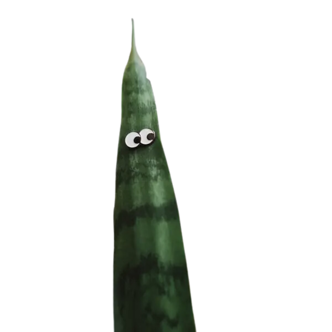 Googly Eye Plant Magnet Accessories