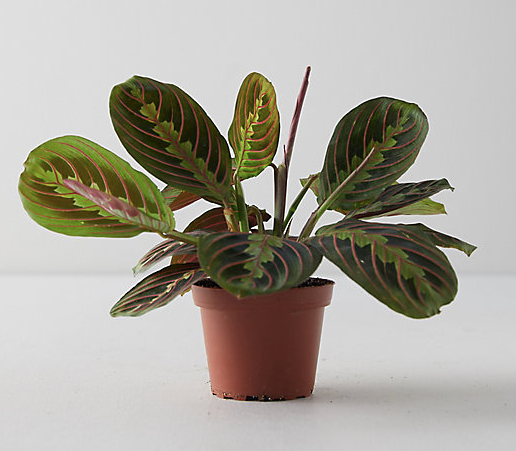 Prayer plant