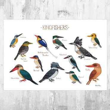 Kingfishers 13x19 Print