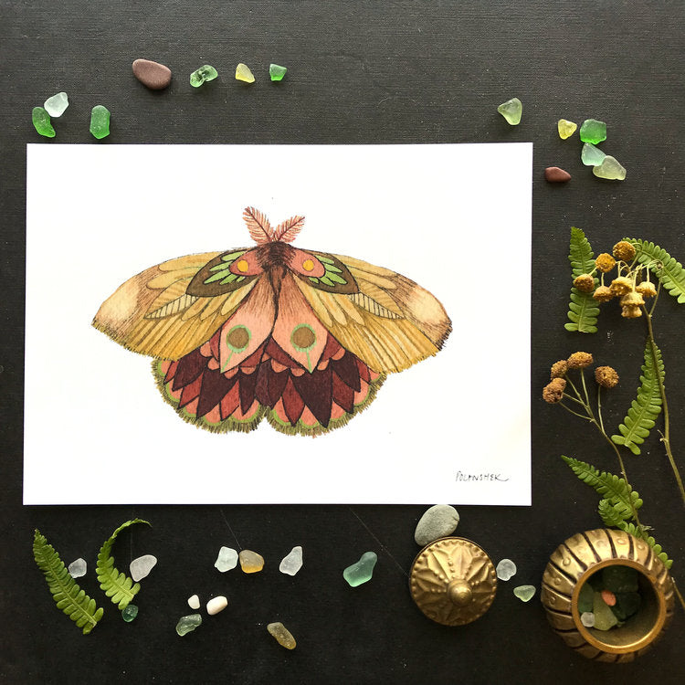 Collector: Moth 11 - Art Print