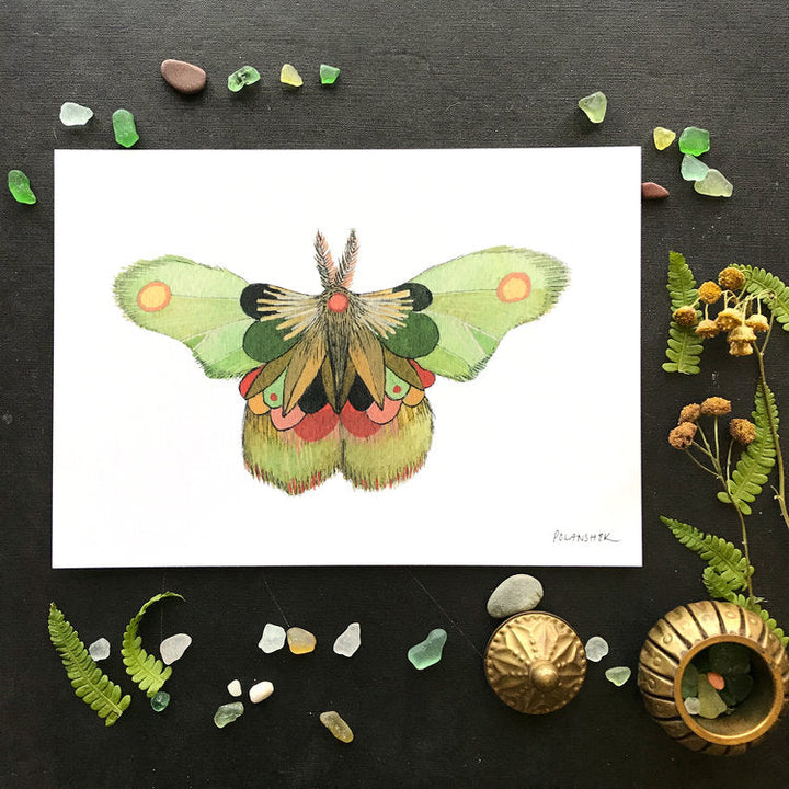 Collector: Moth 8 - Art Print