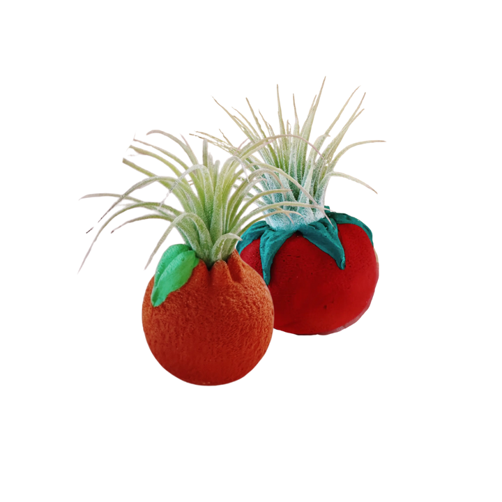 Mini Plant Pot with Air Plant
