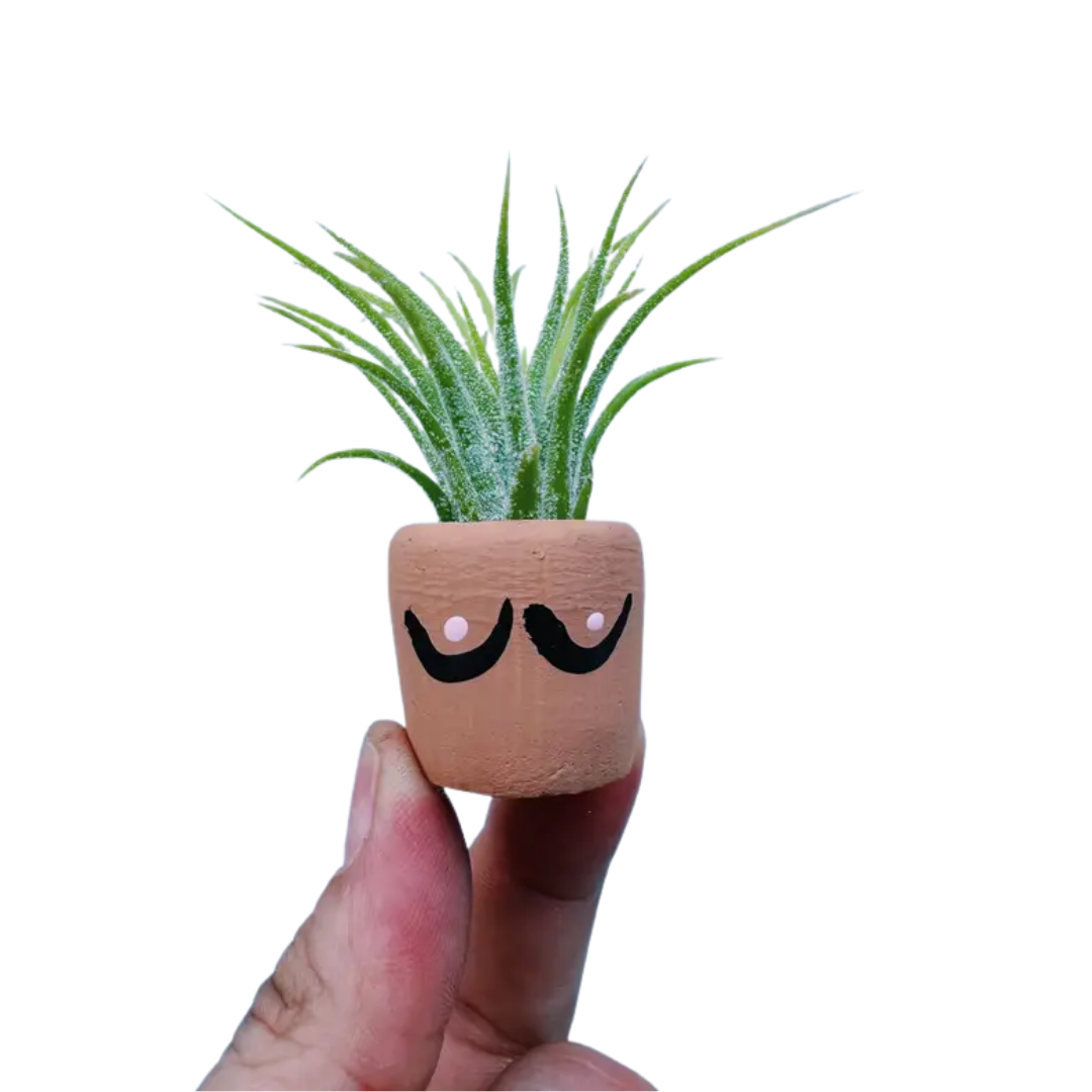 Mini Plant Pot with Air Plant