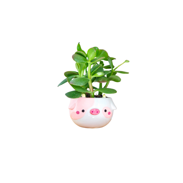 Cow Planter