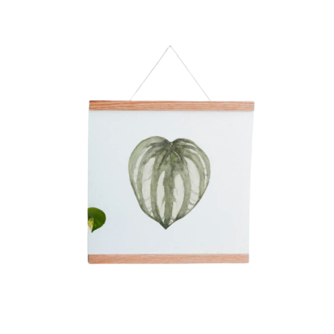 Watermelon Peperomia Art Print