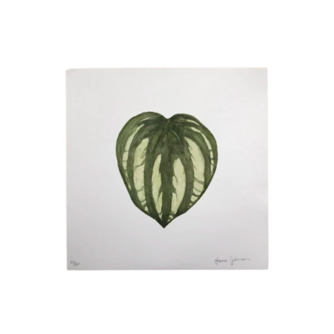 Watermelon Peperomia Art Print