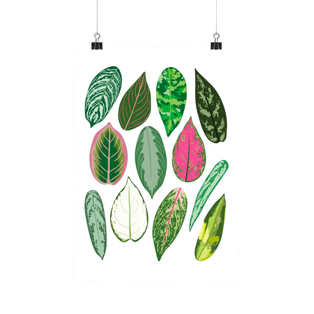 Aglaonema Species - Botanical Houseplant Art Print