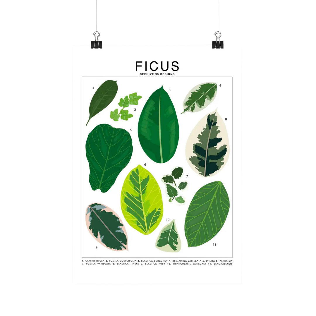 Ficus Species Id Chart - Botanical Houseplant Art Print