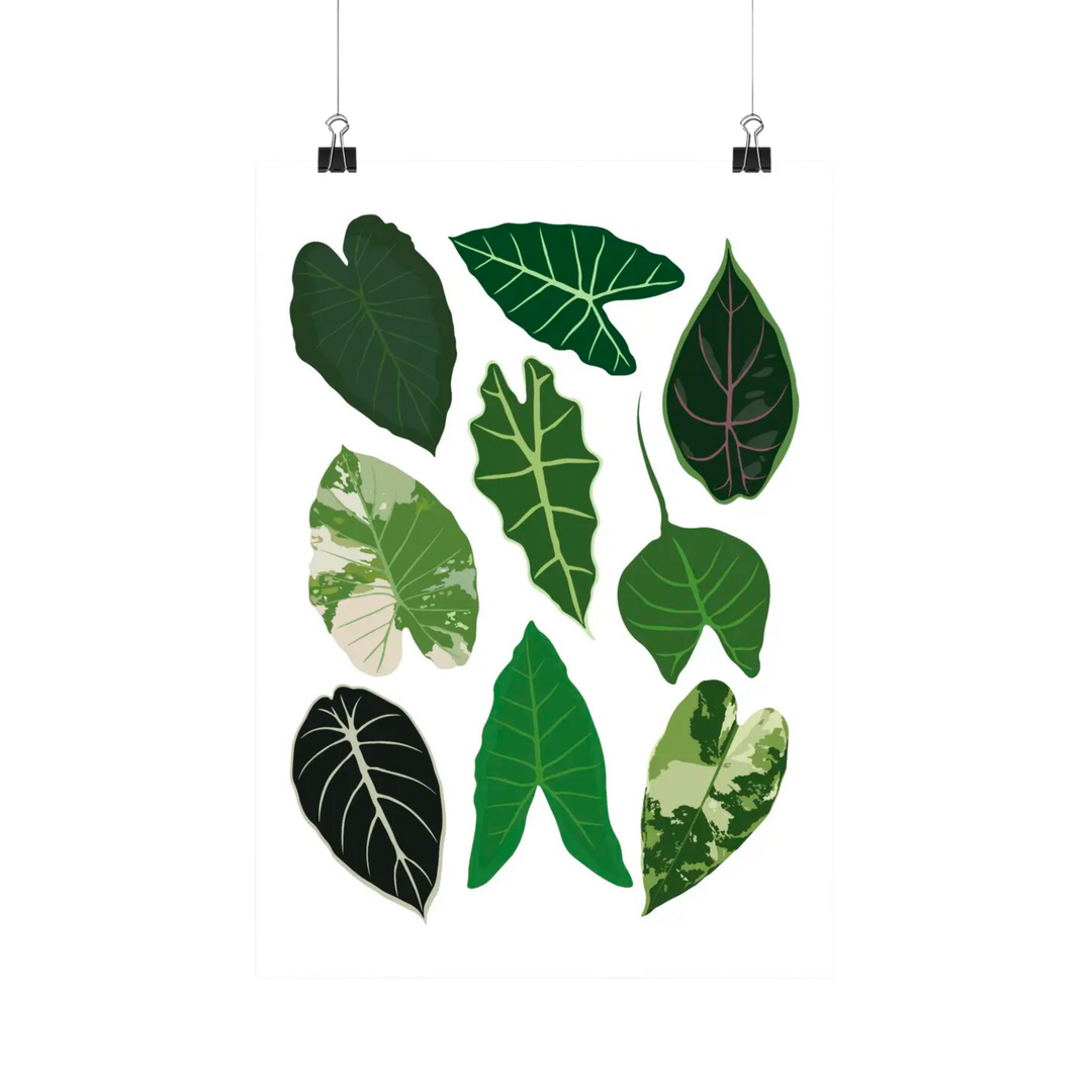 Alocasia Species - Botanical Houseplant Art Print