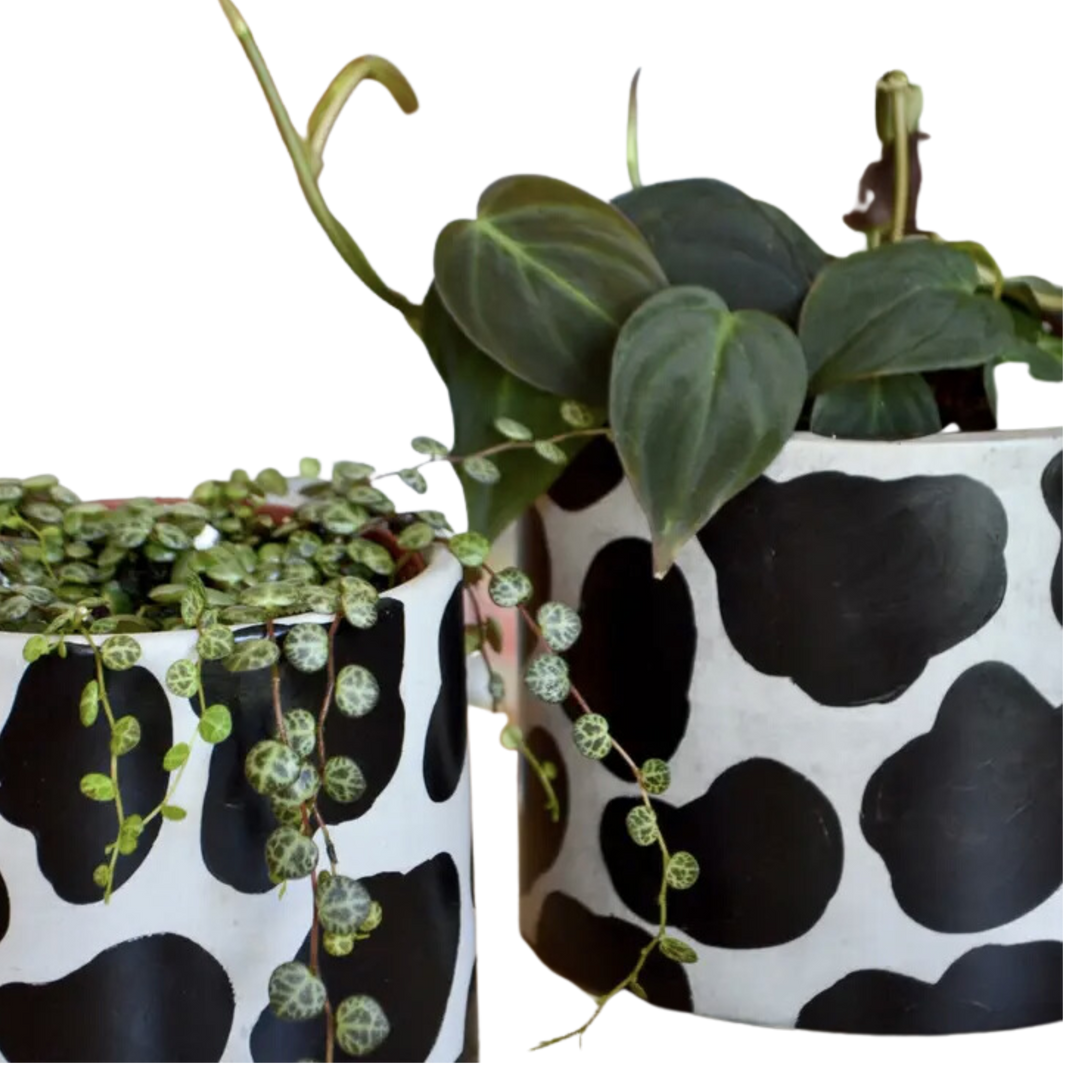 Hand painted Cow Planter With Drainage