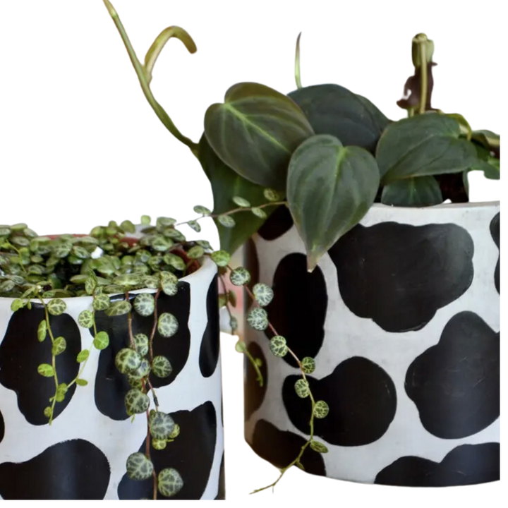 Hand painted Cow Planter With Drainage