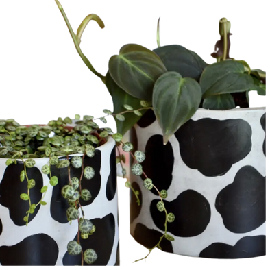 Hand painted Cow Planter With Drainage