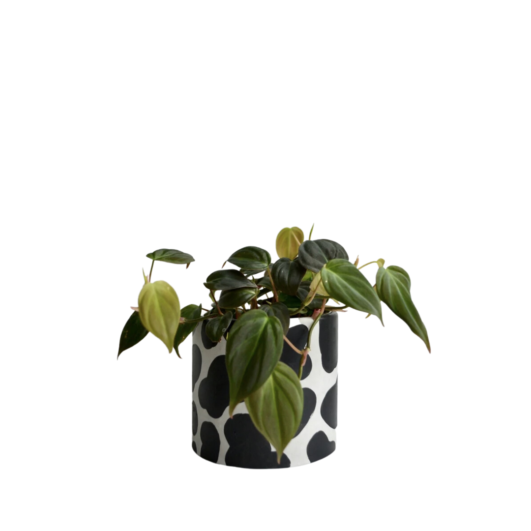 Hand painted Cow Planter With Drainage