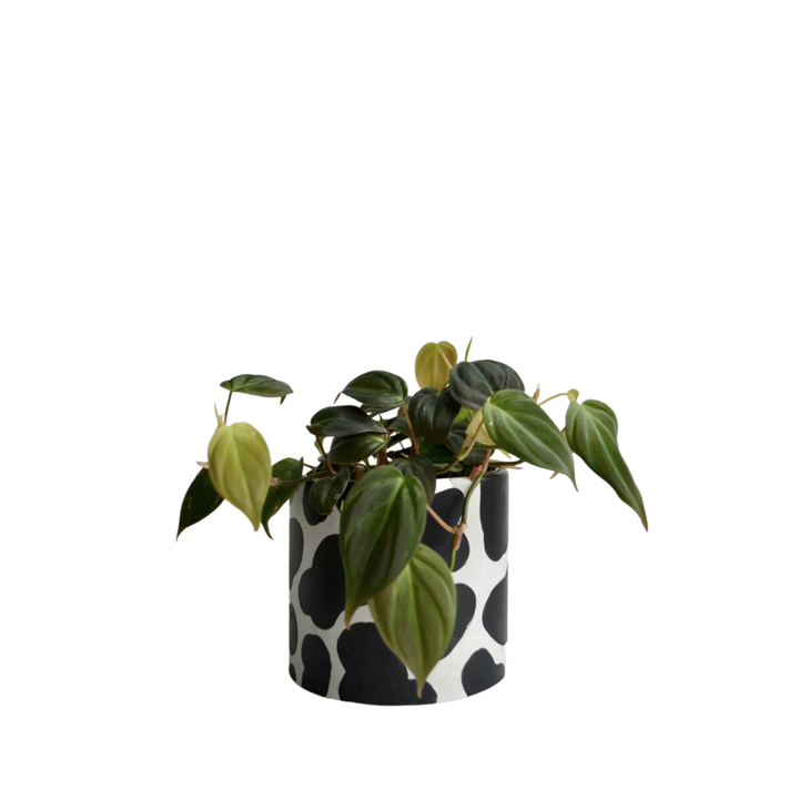Hand painted Cow Planter With Drainage