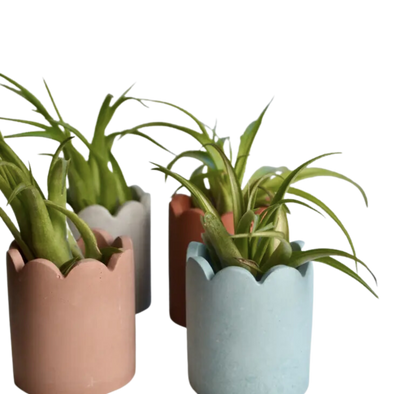 Scallop Airplant / Match Stick Holder