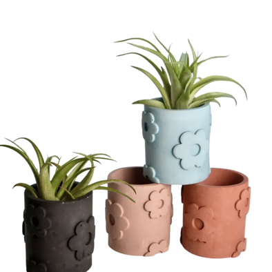 Solid Color Daisy petal Airplant / Matchstick Holder