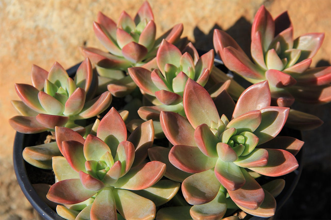 Graptosedum ‘California Sunset’ - 2.5"