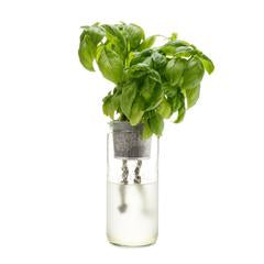 ECO PLANTER - ORGANIC CILANTRO