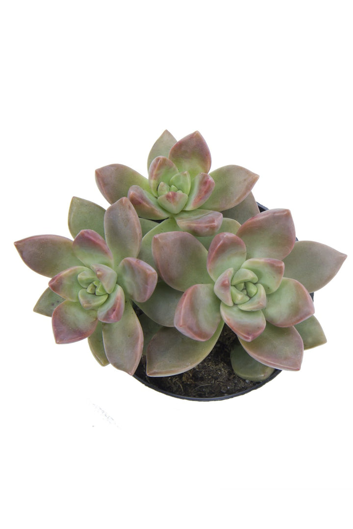 Graptosedum ‘California Sunset’ - 2.5"