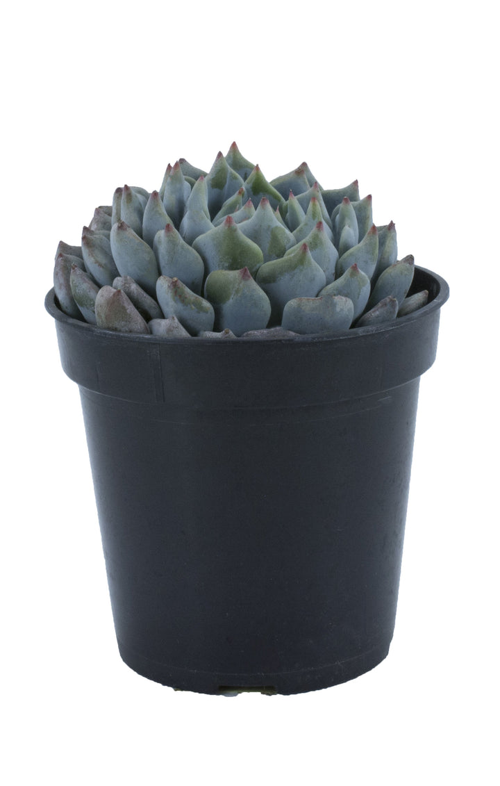 Echeveria ‘Azulita’ - 2.5”