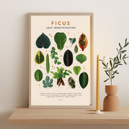 Ficus Plant Poster