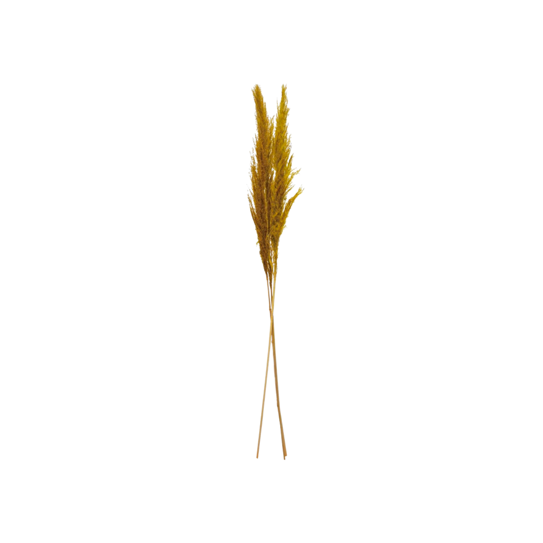 Dried Natural Pampas Grass Bunch