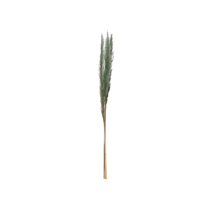 Dried Natural Pampas Grass Bunch