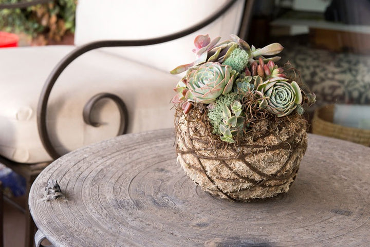 Kokedama - Blonde Sphagnum