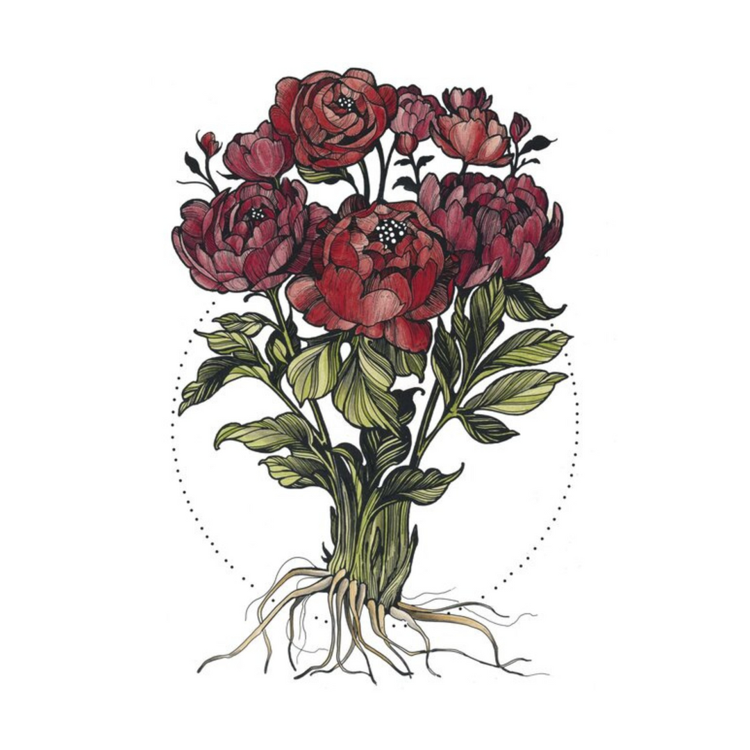 Peonies 11x17 Print