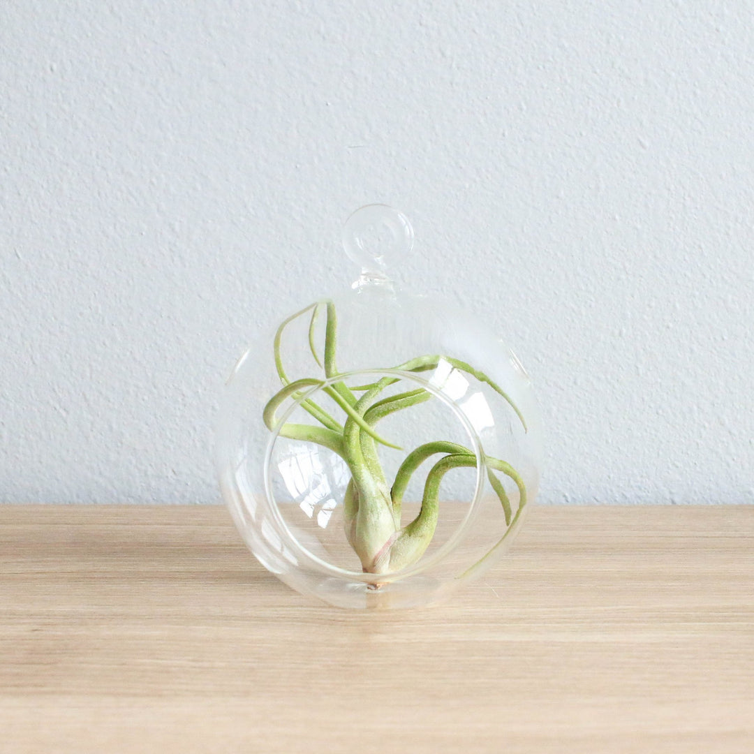 Hanging Globe Terrarium with Flat Bottom
