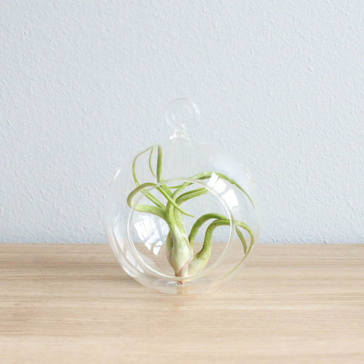 Hanging Globe Terrarium with Flat Bottom