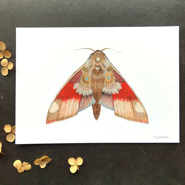 Collector: Moth 5 - Art Print