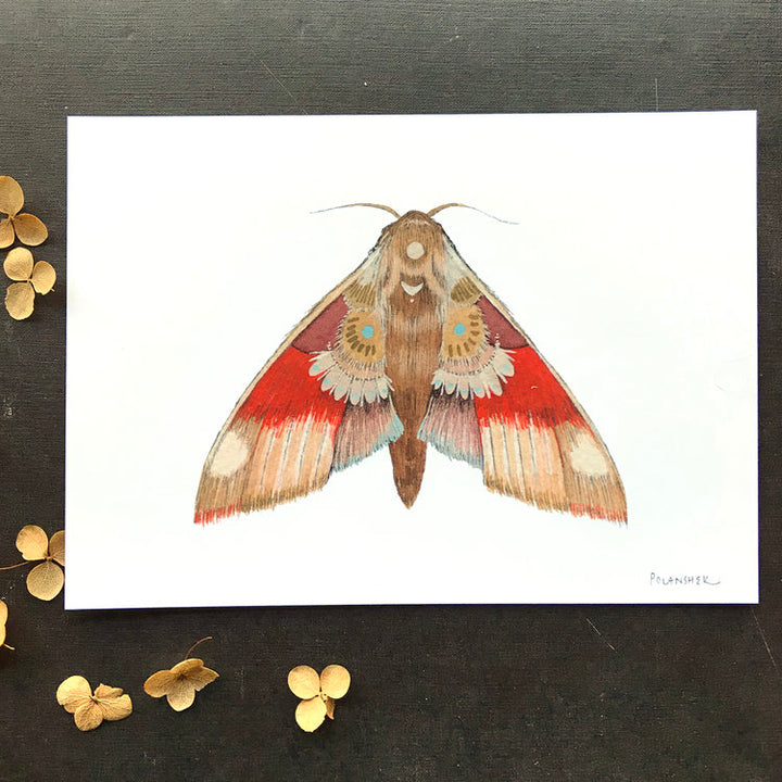 Collector: Moth 5 - Art Print
