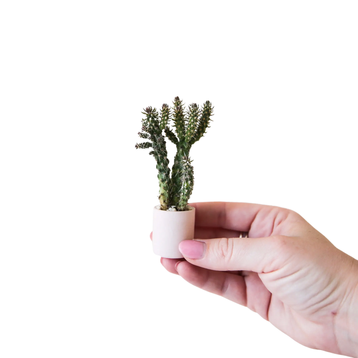 Tiny Pot