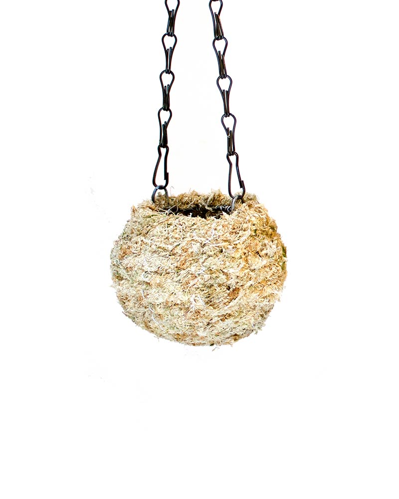 Kokedama - Blonde Sphagnum