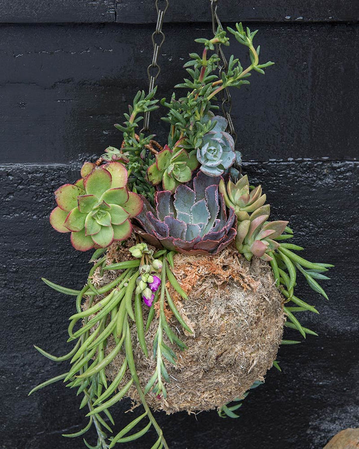 Kokedama - Blonde Sphagnum