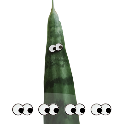 Plant Magnet Accessories 4 Pack - Googly