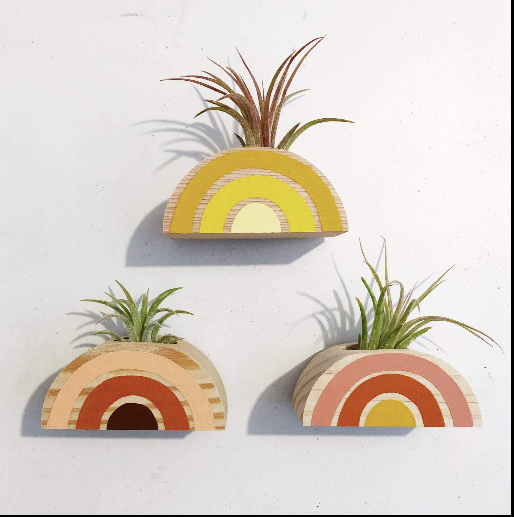 Rainbow Air Plant Magnet (PLANT INCLUDED