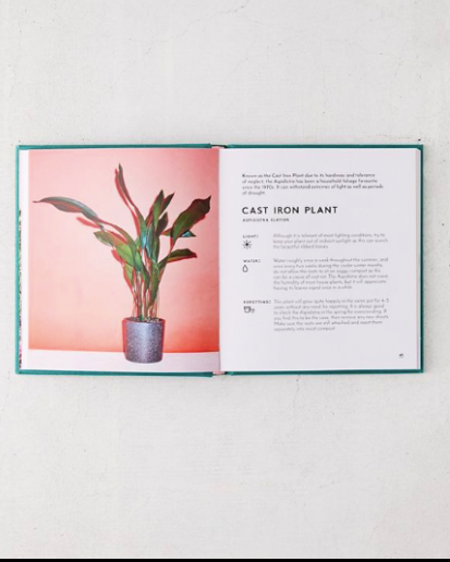 Little Book of Houseplants