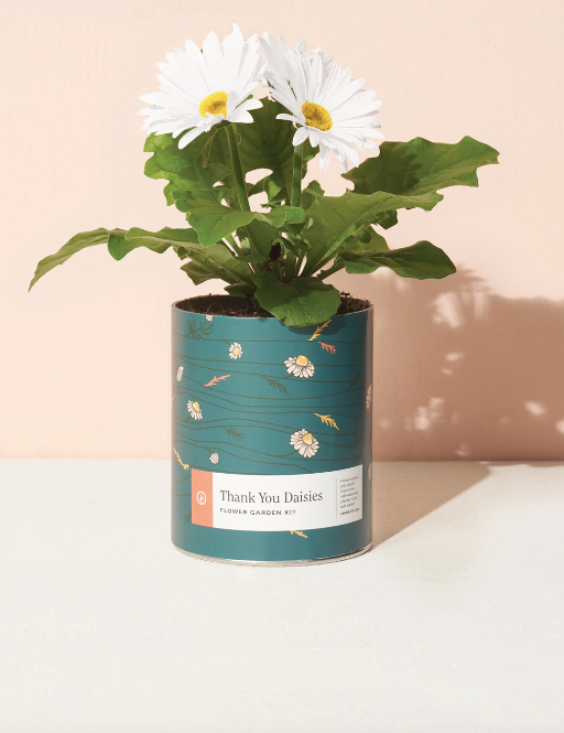 Waxed Planter - Thank-You Daisies Indoor Garden Kit