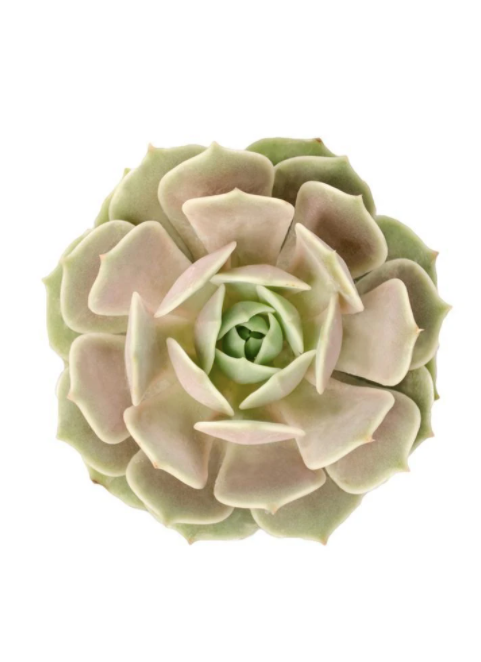 Echeveria ‘Lola’