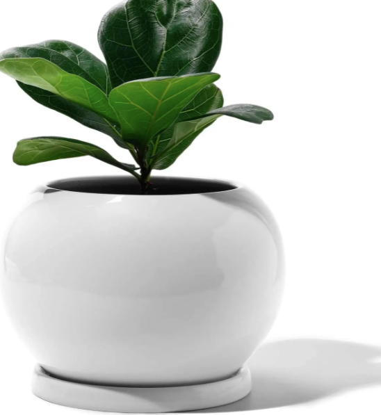 5 Inch White Round Plant Pot with Saucer